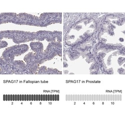 SPAG17 Antibody, Novus Biologicals:Antibodies:Primary Antibodies